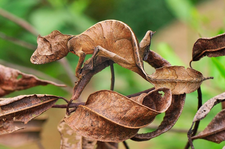 Leaf-Tailed Gecko