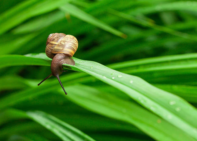 Slimy snail goo is used in high-end facial creams.