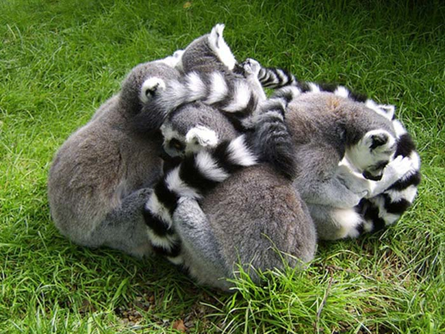 20.) Where does one lemur end and the next begin?