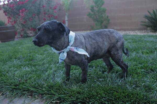 After being groomed, it was confirmed she was a girl.