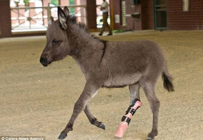 11.) Emma the Miniature Donkey