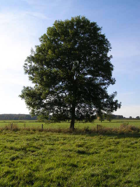 A tree.