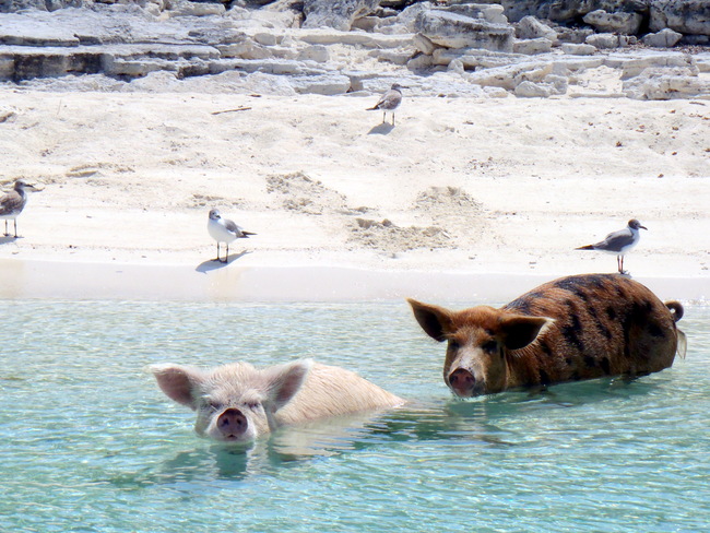 1.) Big Major Cay AKA "Pig Beach" - Nassau, Bahamas