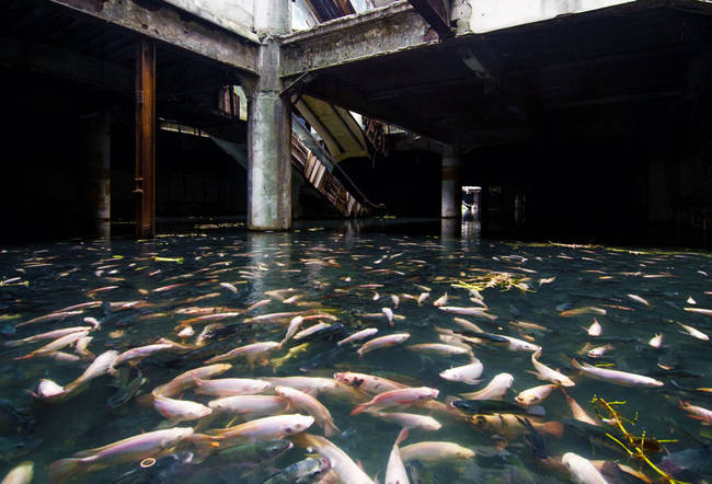 2.) An abandoned mall in Bangkok is now home to nature's finest.