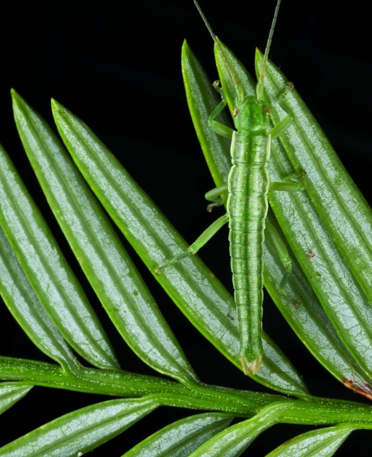 California Stick Insect