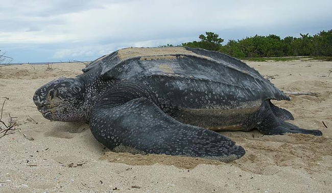 This is because jellyfish aren't particularly nutritious and the leatherback turtle needs to eat almost its entire bodyweight in jellyfish, everyday.