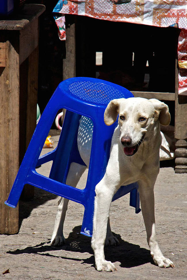 His owner said "seat" instead of "sit."