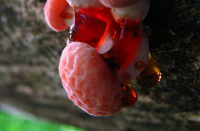 9.) Wrinkled Peach Mushroom