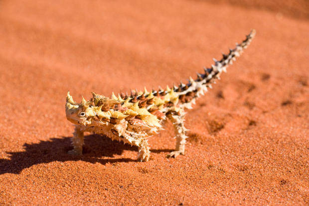 The Thorny Devil drinks with its skin.