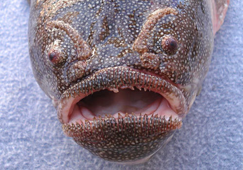 5. Coffinfish - You won’t want to hold this species of sea toad with your hands. Those spines will make warts the least of your worries.