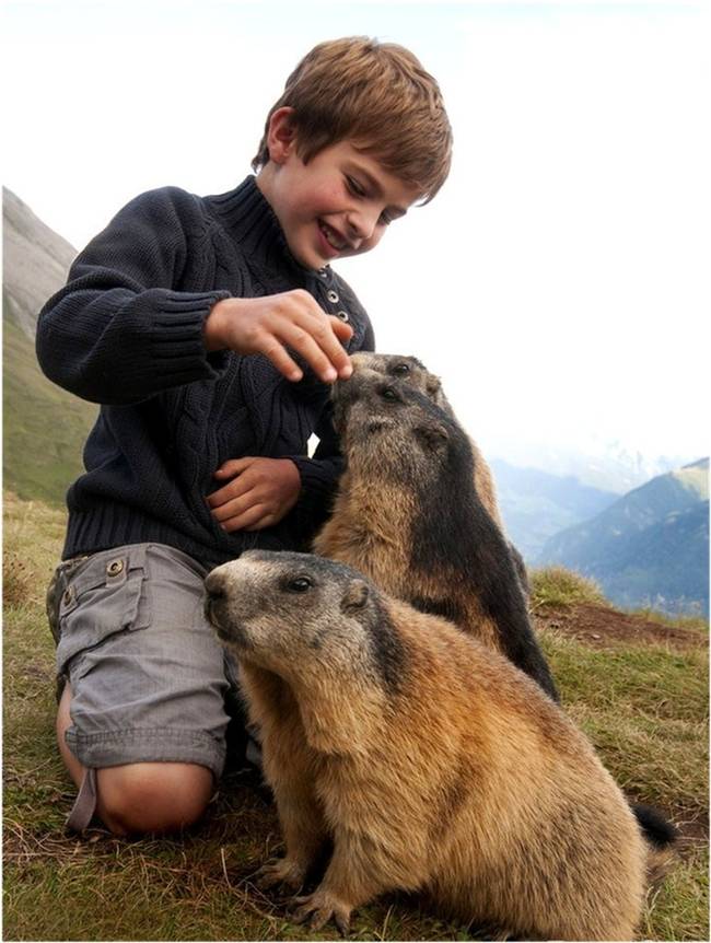 The marmots allow Matteo to feed and play with them like he was one of the pack.