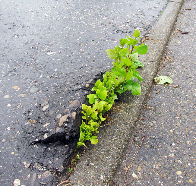 How could a seemingly delicate plant have such an affect on the hard surface?