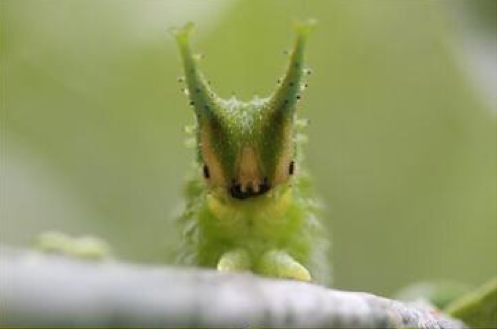 9.) Japanese Emperor Caterpillar