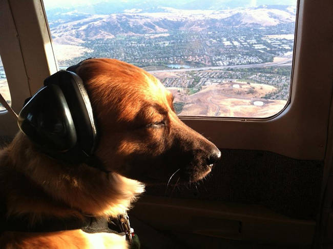 You won't find a cuter copilot.