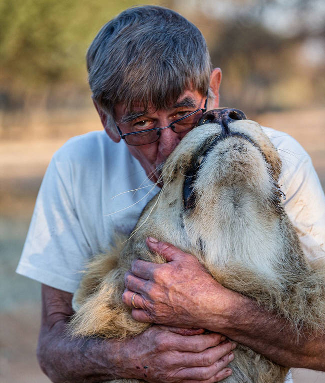 Now an adult, the big cat is described by Frikkie as a "gentle giant."