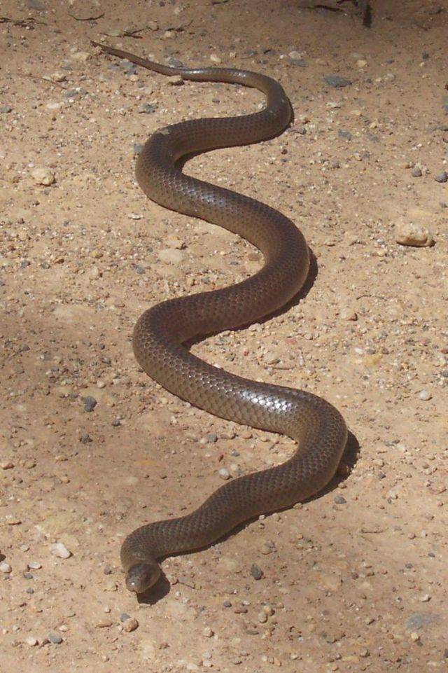 The reason the eastern brown snake is considered the world's most dangerous snake isn't because of its venom (which is fairly potent) but because it feeds off of mice, who usually hang around humans. This causes a lot of unwanted interaction between brown snakes and humans.