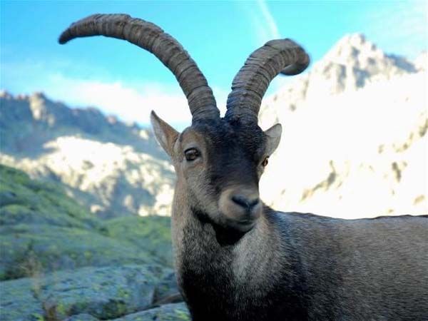 12.) Pyrenean Ibex (2000)