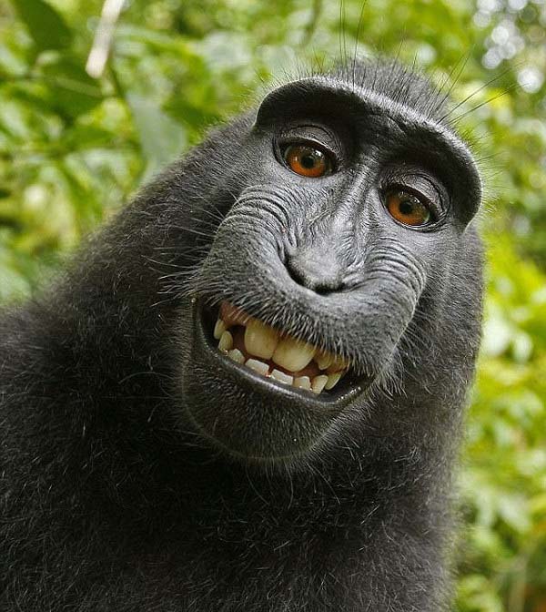 10.) Monkeys don't monkey around with their selfies.