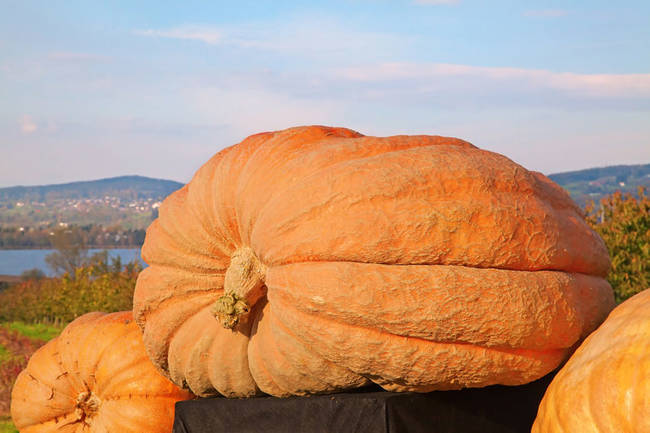 The biggest pumpkin ever weighed in at 836 lbs.