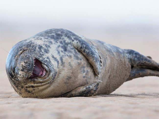 A good belly laugh is nature's best medicine.