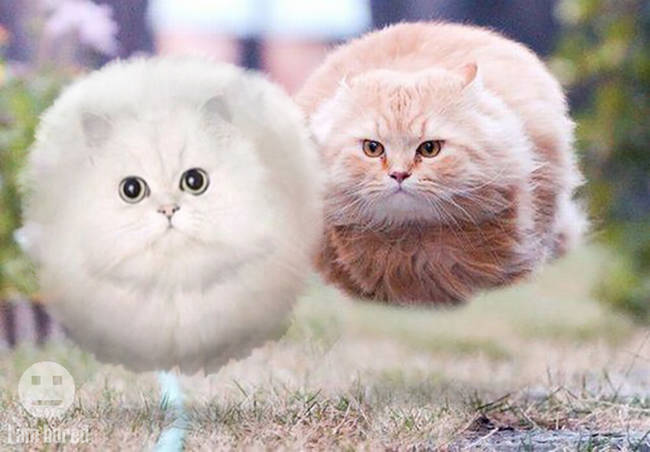 Bouncing cat races, national pastime of the Internet.