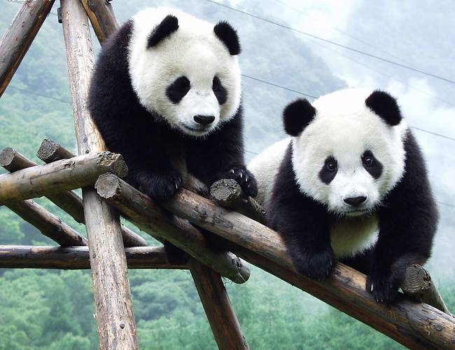 Panda fur is worth between $60,000 - $100,000 on the illegal fur trade markets.