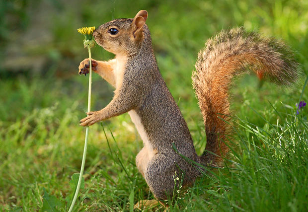 Squirrel - Squirrel brains are regularly consumed in America and are considered a delicacy in some areas of Kentucky.