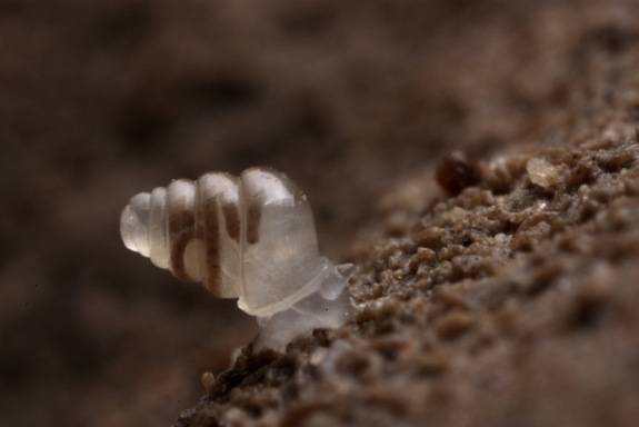 Transparent Snail - <em>Zospeum Tholussum</em>