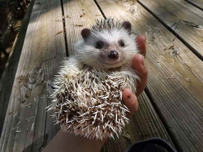 The least prickly hedgehog you'll ever see.