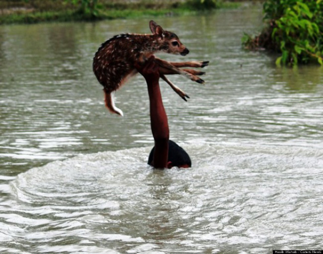 9.) This young boy risked his own life during flooding in Bangladesh to save a small deer.