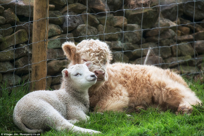 The family tried pairing them with other mothers, but it never worked out.