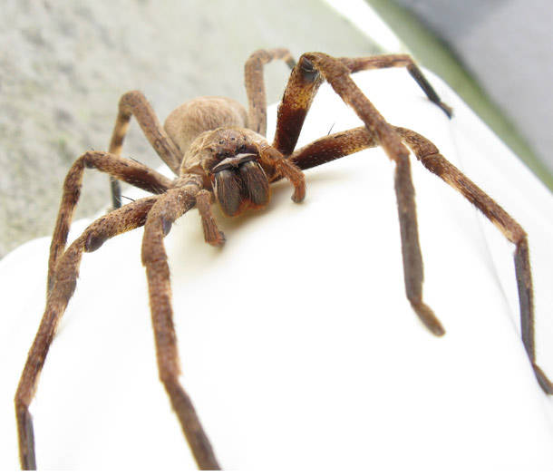 Giant Huntsman Spider