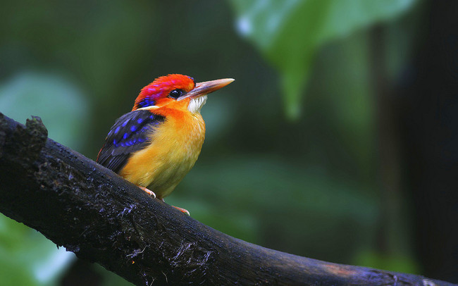 23.) Oriental Dwarf Kingfisher