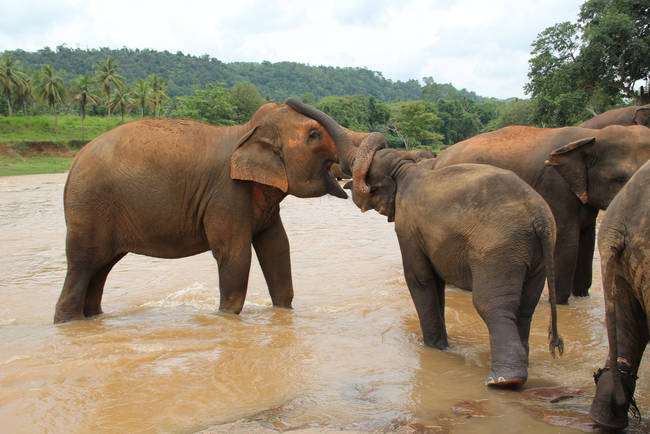 Elephants curl their tusks into each other as a sign of affection.