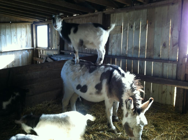 Here is a goat riding a donkey.