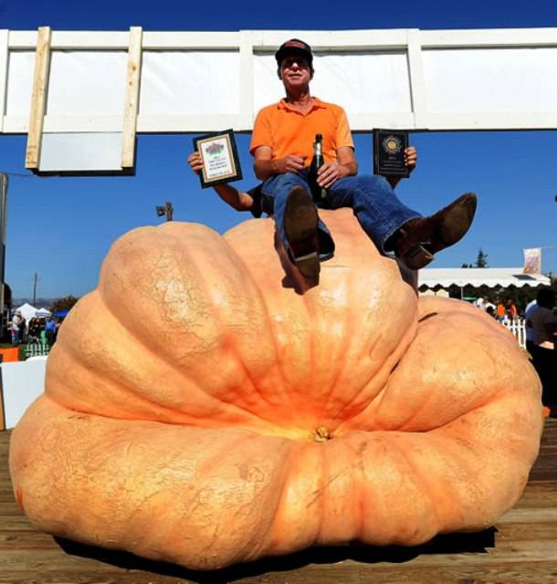 1.) The largest pumpkin ever weighed 2,032 lbs. and was grown by Tim Mathison from California in 2013.