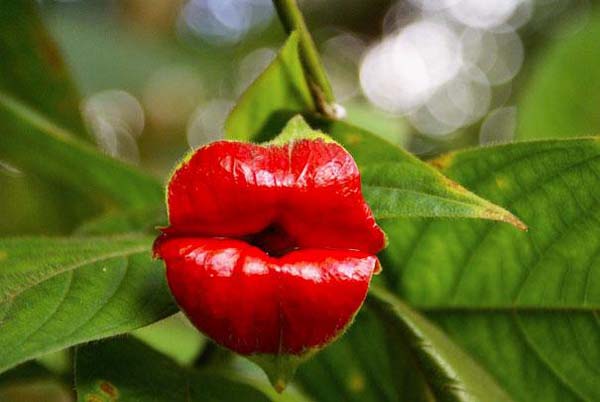 4.) Hooker’s Lips (Psychotria Elata)