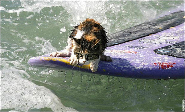 Okay, this cat definitely doesn't want to be surfing.