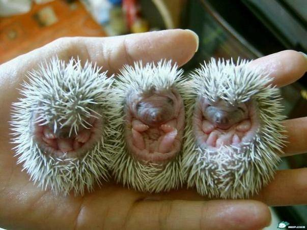 9.) A prickle of porcupines.