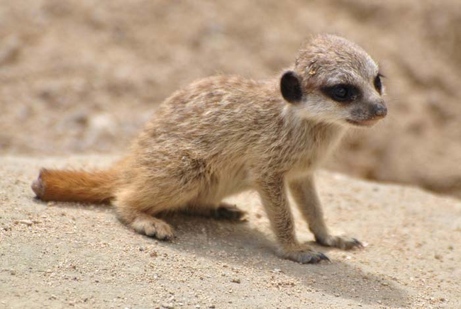 3.) Meerkat moms will leave the den to hunt, but will make sure another meerkat will be around to watch her young.