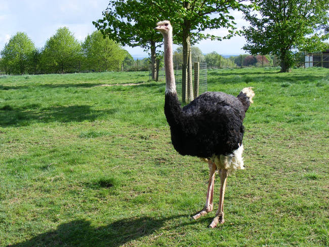 Ostriches don't bury their heads in the ground when they're scared. Cartoons lied to you. They actually play dead.