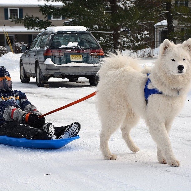 Samoyed