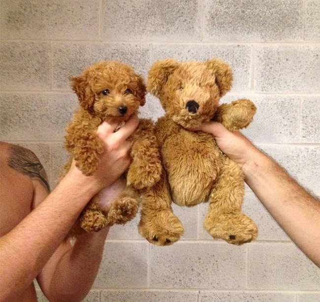 Pretty sure that's just two teddy bears.