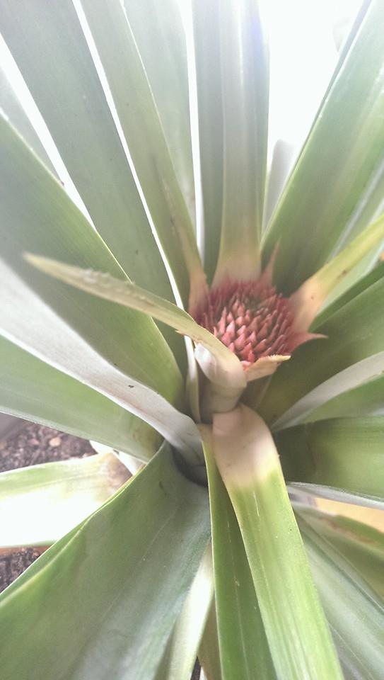 Which grew his very own pineapple.