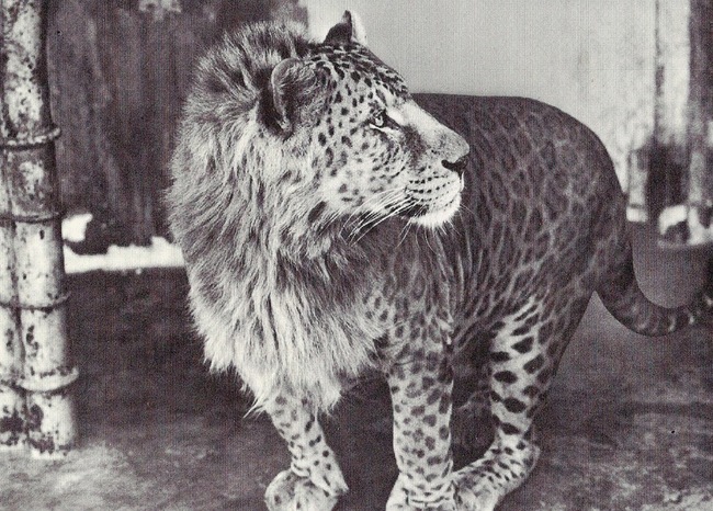 5.) This is a leopon. It is a cross between an leopard and a lion. First tigers, now leopards? Man, these lions sure do get around, huh?