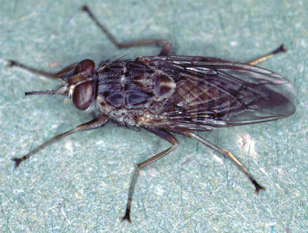 Tsetse Fly