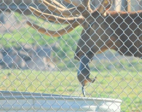 Closer inspection showed it was a marmot, another resident of the zoo.