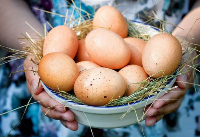 Getting eggs from the hens.