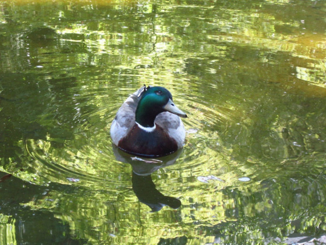 21.) This magnificent mallard.