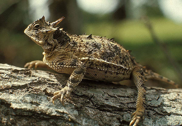 Texas Horned Lizard